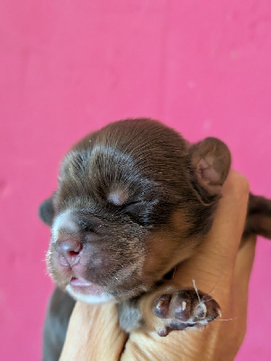 Les chiots de Cocker Spaniel Anglais