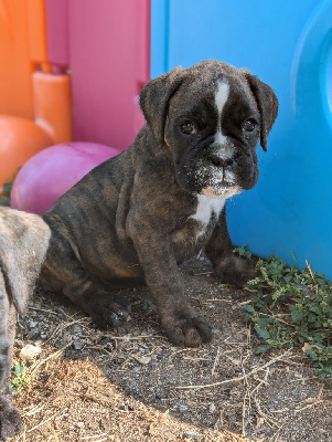 Les chiots de Boxer