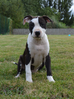 Les chiots de American Staffordshire Terrier