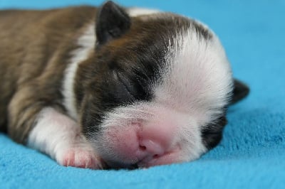 Les chiots de Boston Terrier