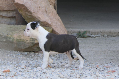 Les chiots de Boston Terrier