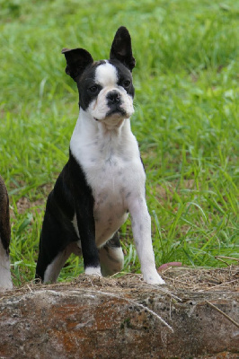 Les chiots de Boston Terrier