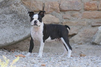 Les chiots de Boston Terrier