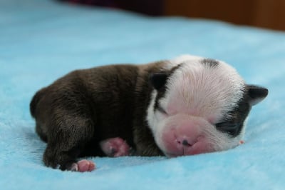 Les chiots de Boston Terrier