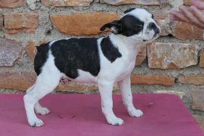 Les chiots de Boston Terrier