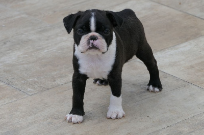 Les chiots de Boston Terrier