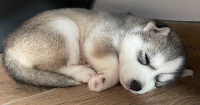 Les chiots de Siberian Husky