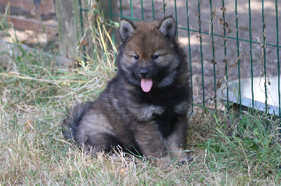 Les chiots de Eurasier