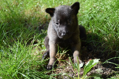 Les chiots de Berger Belge