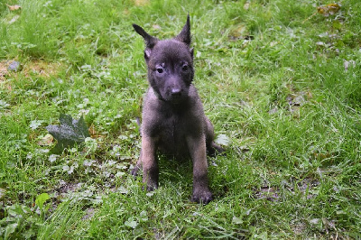 Les chiots de Berger Belge