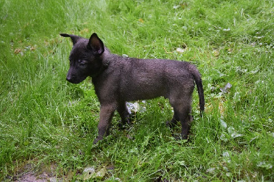 Les chiots de Berger Belge