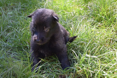 Les chiots de Berger Belge