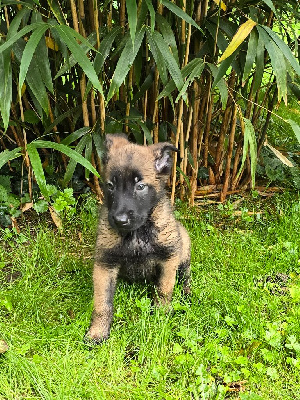 Les chiots de Berger Belge