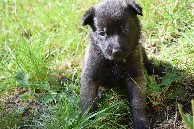 Les chiots de Berger Belge