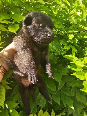 Les chiots de Berger Belge