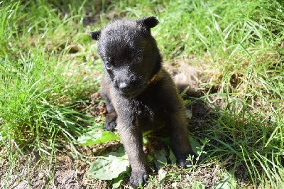 Les chiots de Berger Belge