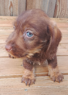 Les chiots de Teckel poil dur