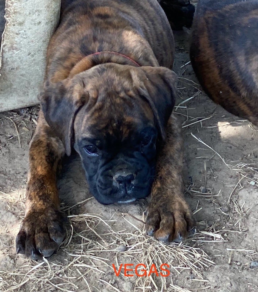 VEGAS - Boxer