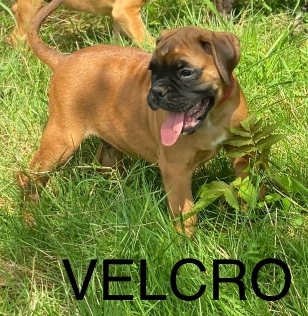 VELCRO - Boxer