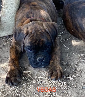 Les chiots de Boxer