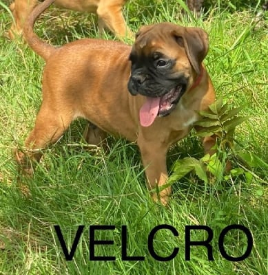 VELCRO - Boxer