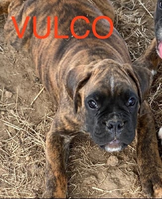 VULCO - Boxer