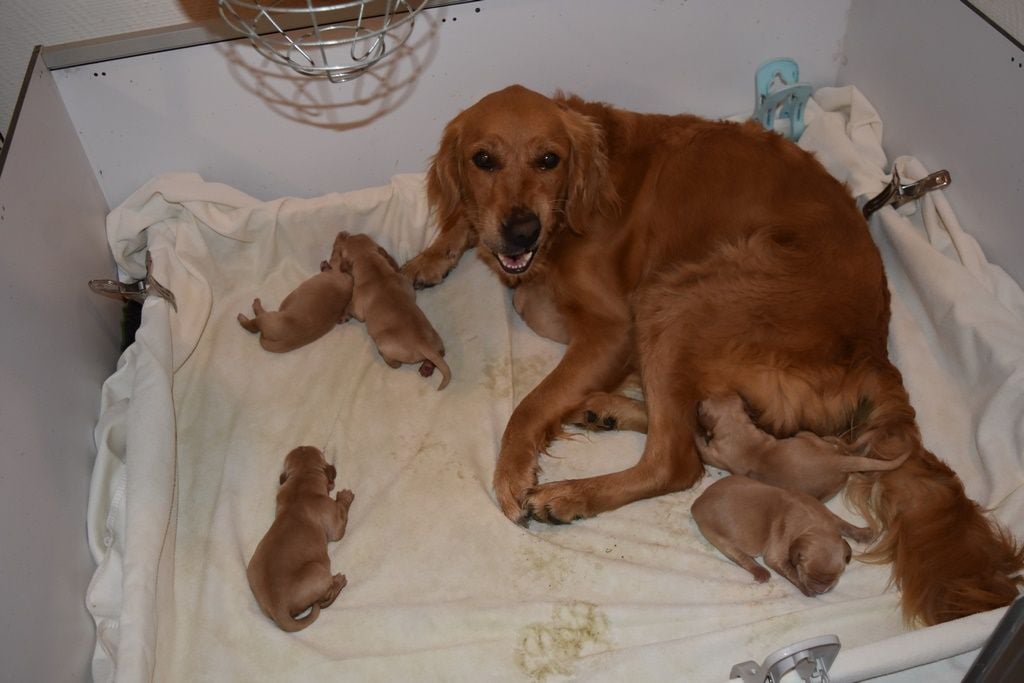 CHIOT 2 - Golden Retriever