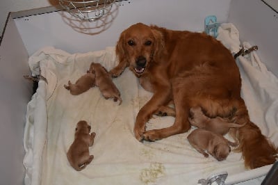 Golden Retriever