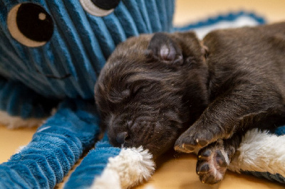 Les chiots de Leonberger