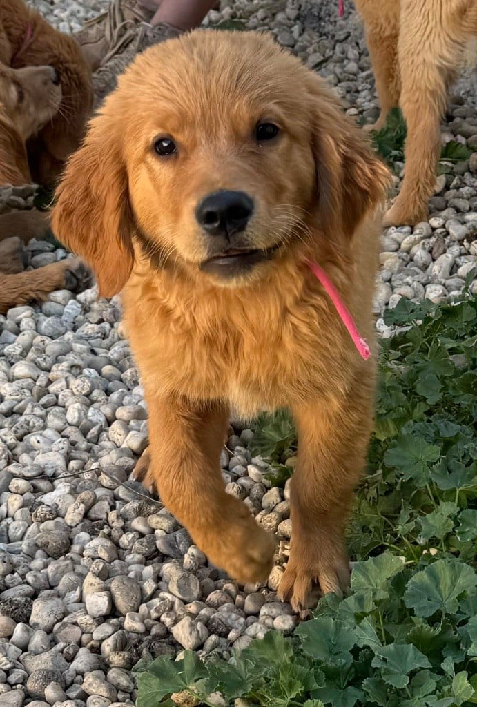 CHIOT 1 - Golden Retriever