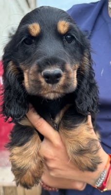 Les chiots de Cocker Spaniel Anglais