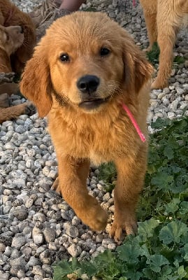 Les chiots de Golden Retriever