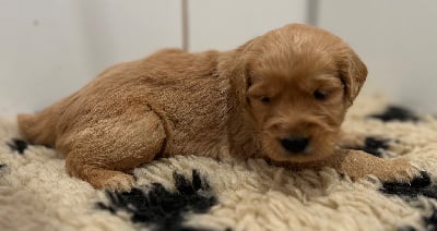 Les chiots de Golden Retriever