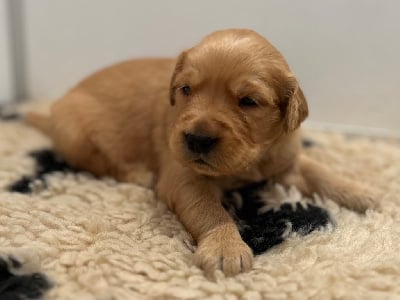 Les chiots de Golden Retriever