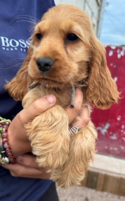 Les chiots de Cocker Spaniel Anglais