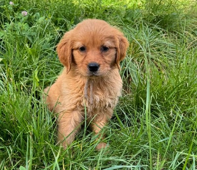 Les chiots de Golden Retriever