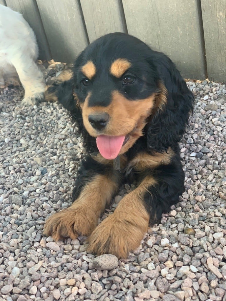 CHIOT 7 - Cocker Spaniel Anglais