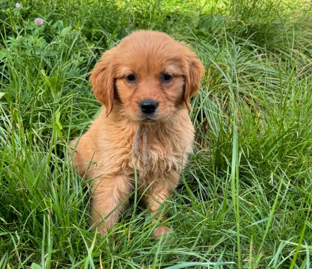 CHIOT 5 - Golden Retriever