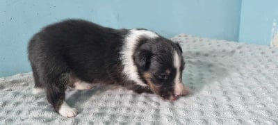 Les chiots de Shetland Sheepdog