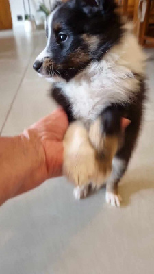 Les chiots de Shetland Sheepdog