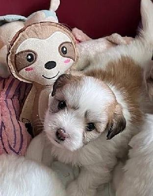 Les chiots de Coton de Tulear