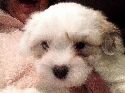 Les chiots de Coton de Tulear