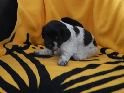 Les chiots de Epagneul Breton