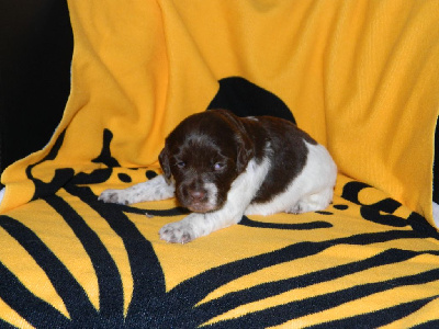 Les chiots de Epagneul Breton