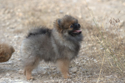 Les chiots de Spitz allemand