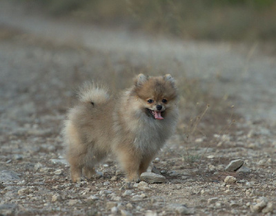 Les chiots de Spitz allemand