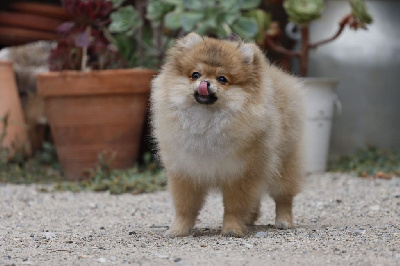 Les chiots de Spitz allemand