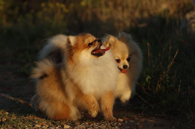 Les chiots de Spitz allemand