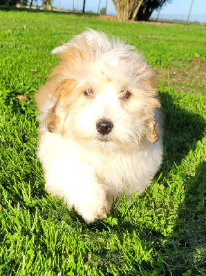 Les chiots de Coton de Tulear