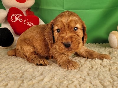 Les chiots de Cocker Spaniel Anglais